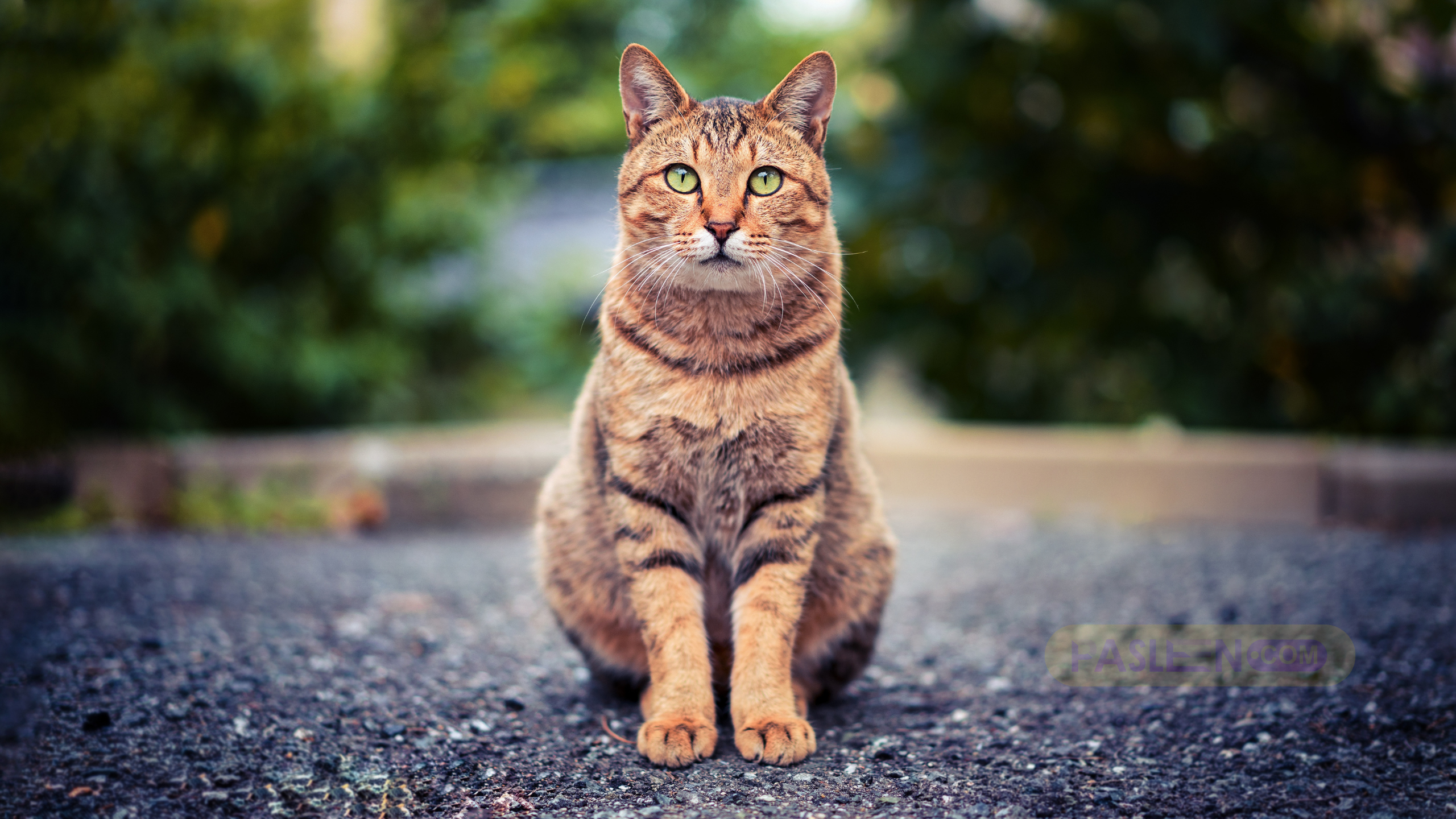 Misteri Terungkap Kucing Bisa Mengingat Jalan Pulang